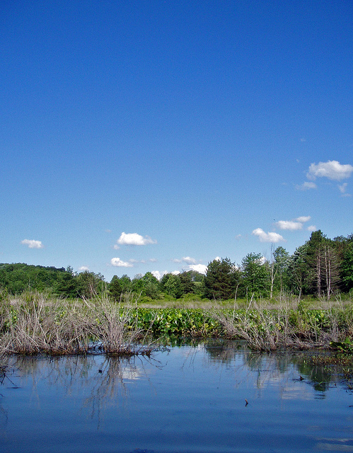 Photo Of Wetlands - CW Courtney Company